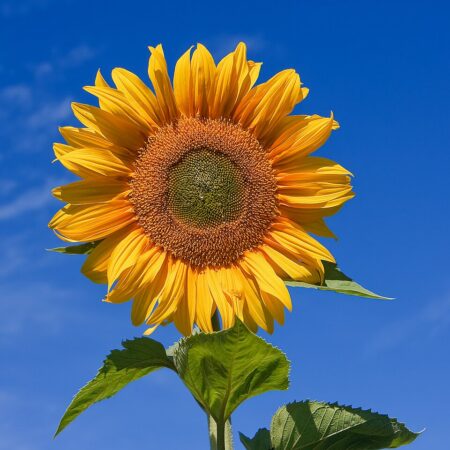 Girasol a la carta